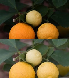 Citrus Banctus Dominicus 25-ii