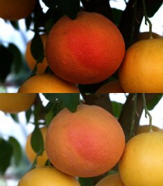 Citrus Paradis Rubia