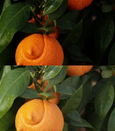 Citrus Aurantium Corniculata