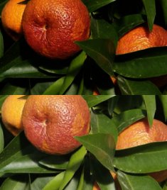 Citrus Clementina Rubino