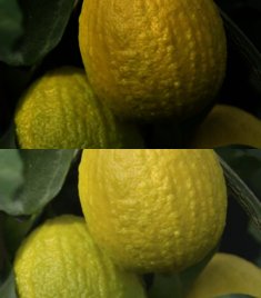 Citrus Limon Canaliculata