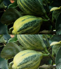 Citrus Limon Foliis Variegatis