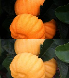 Citrus Limon Mellarosa