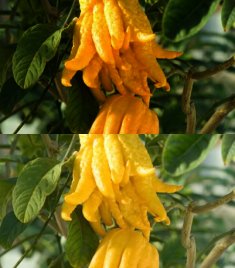 Citrus Medica Digitata