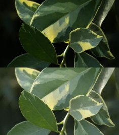 Citrus Mitis Foliis Variegatis