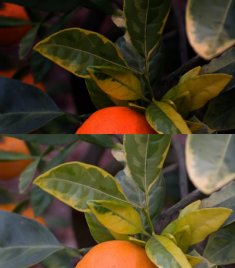 Citrus Unshiu Foliis Variegatis