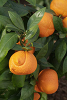 Citrus Aurantium Corniculata