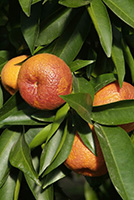Citrus Clementina Rubino