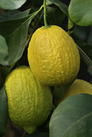 Citrus Limon Canaliculata