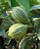 Citrus Limon Foliis Variegatis