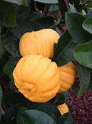 Citrus Limon Mellarosa