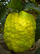 Citrus Limon Ponzino Amalphitanum