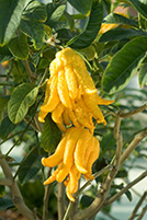 Citrus Medica Digitata
