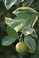 Citrus Mitis Foliis Variegatis