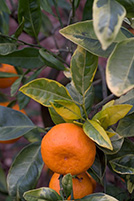 Citrus Unshiu Foliis Variegatis